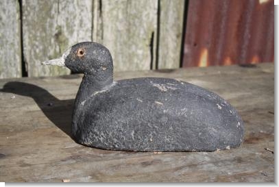 COOT CONFIDENCE DECOY early 20th Century