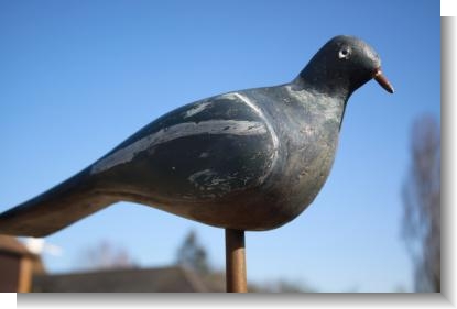 EARLY 20th Century PIGEON