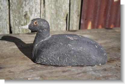 COOT CONFIDENCE DECOY early 20th Century