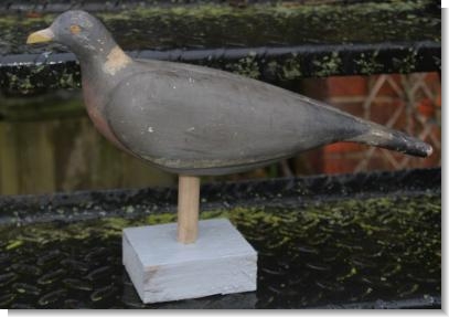 GOOD DECOY PIGEON. 1.